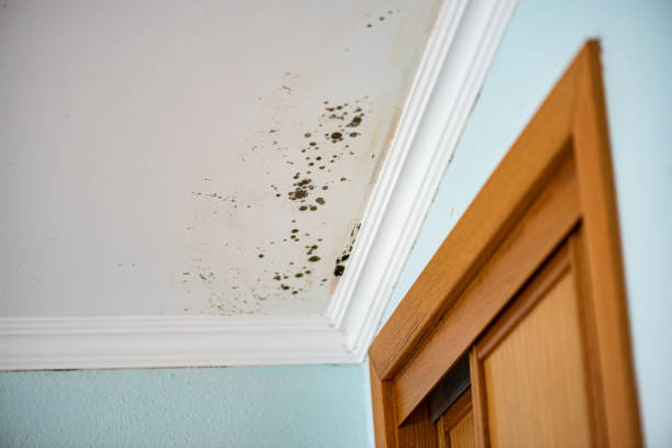 Best HVAC Mold Remediation in Twin Rivers, NJ