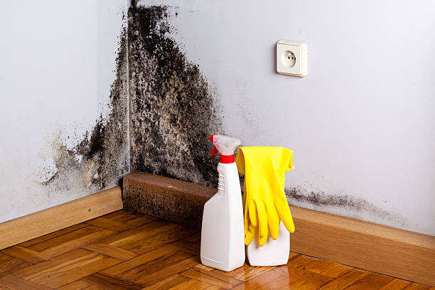 Best DIY Mold Remediation Support Services in Twin Rivers, NJ
